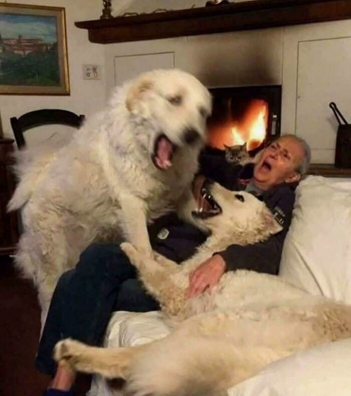 Two large white dogs playfully interacting with a man on a couch and a cat nearby, resembling Renaissance pets animals.