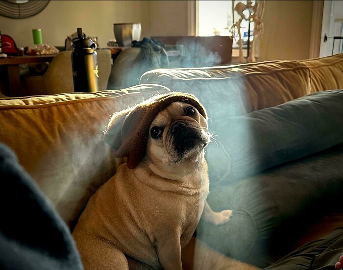 Pug dog wearing a hat sitting on a couch with sunlight creating a Renaissance-style effect on the pet.