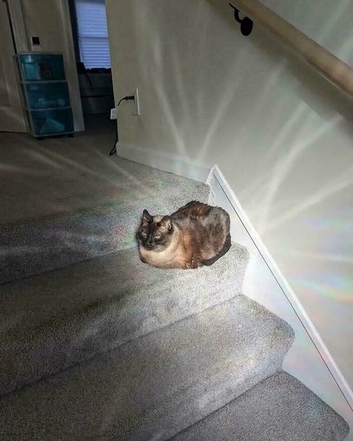 Cat sitting on carpeted stairs with light reflecting around it, creating an accidentally-renaissance pets animals effect.