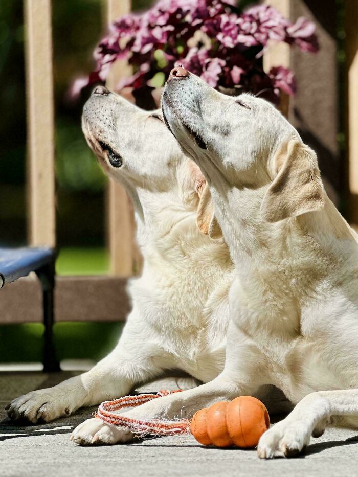 Two white dogs relaxing in the sun with a toy, showcasing accidentally Renaissance pets animals vibes and peaceful mood.