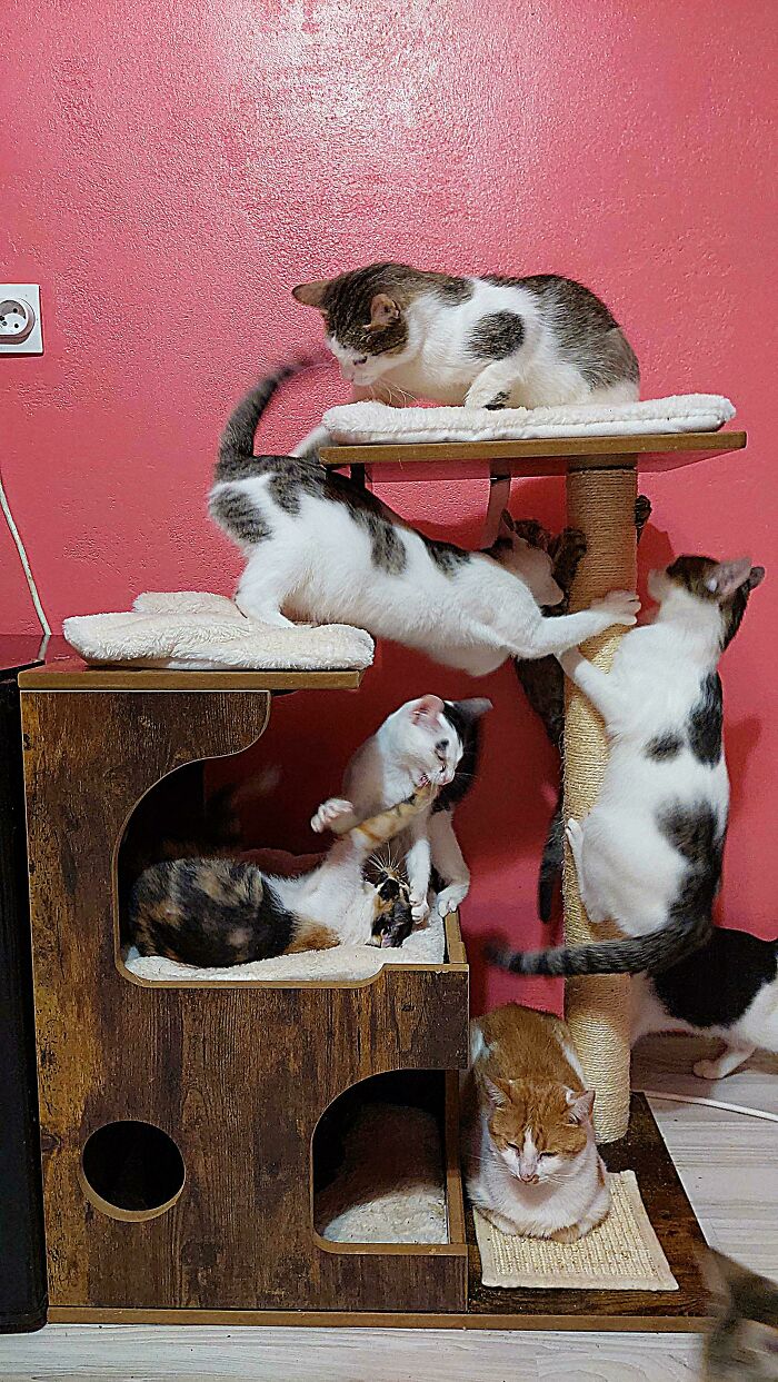 Several playful cats on a multi-level wooden cat tree, showcasing pets and animals interacting in a cozy indoor space.