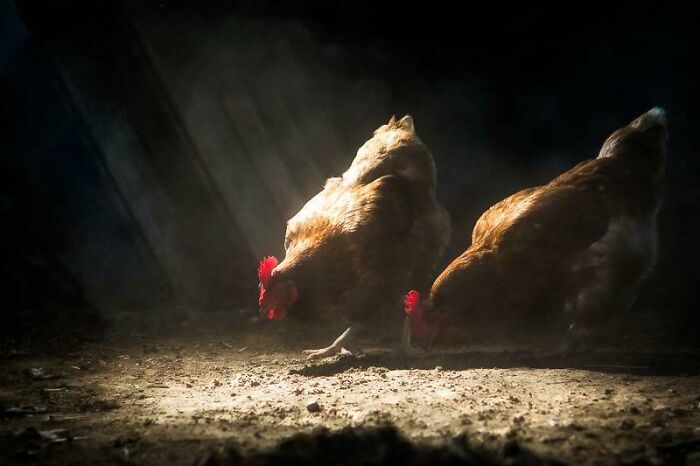 Two brown hens illuminated by soft light in a dark barn, capturing accidentally Renaissance pets and animals style.