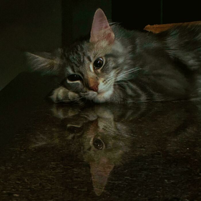 Gray tabby cat resting on a dark reflective surface, showcasing accidentally renaissance pets animals style and lighting.