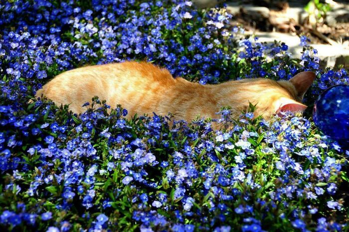 Orange cat lying among dense blue flowers outdoors, highlighting accidentally Renaissance pets animals in natural light.
