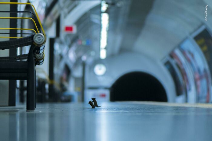 Two small animals resembling mice in an underground station creating accidentally Renaissance pets animals vibe.