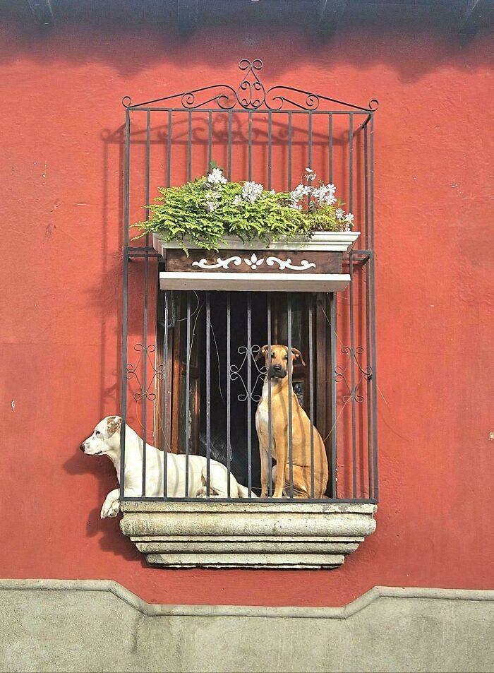 Two dogs behind decorative iron bars on a window ledge with plants above, capturing accidentally Renaissance pets animals style.