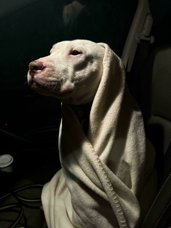 White dog wrapped in a blanket sitting in a dark car, creating an accidentally Renaissance pets animals portrait effect.