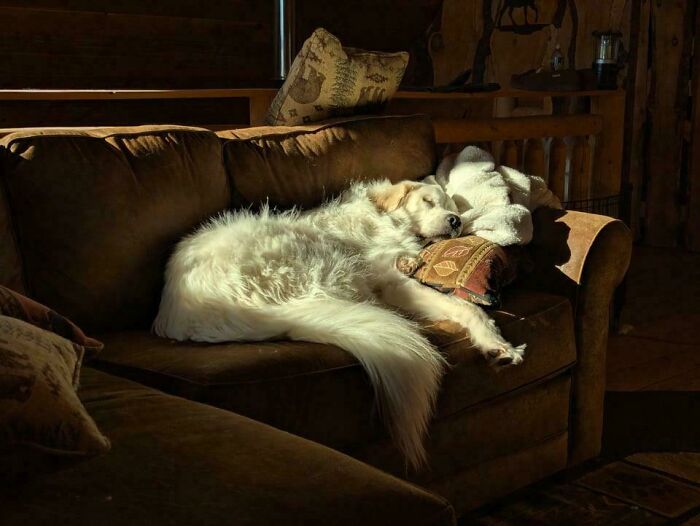 Large white dog lounging on a couch in warm light, capturing a peaceful moment of accidentally Renaissance pets animals style.