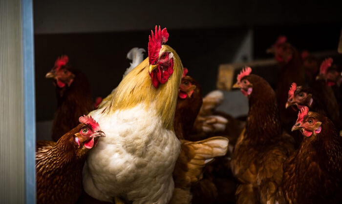 A group of chickens with a prominent white rooster among brown hens, showcasing accidentally Renaissance pets animals style.