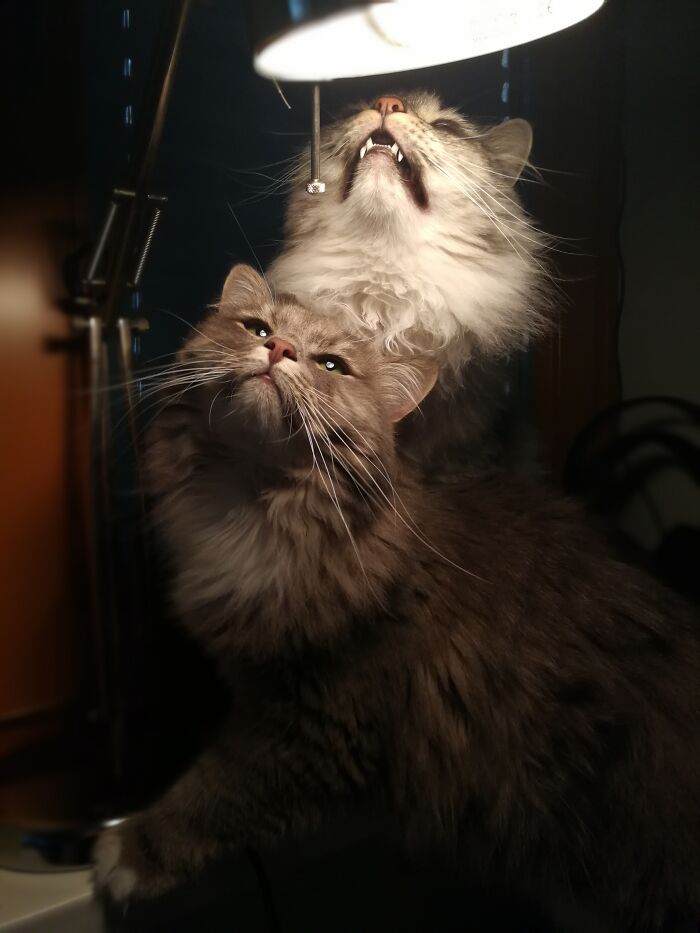 Two fluffy cats under a lamp, one looking up with mouth open, capturing an accidentally Renaissance pets animals vibe.