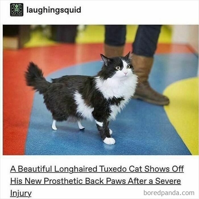 Longhaired tuxedo cat with new prosthetic back paws walking indoors, featured in popular cat memes collection.