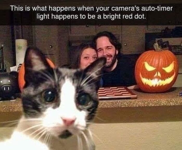 Cat selfie with a confused cat in the foreground, two people smiling in the background, and a carved Halloween pumpkin nearby.