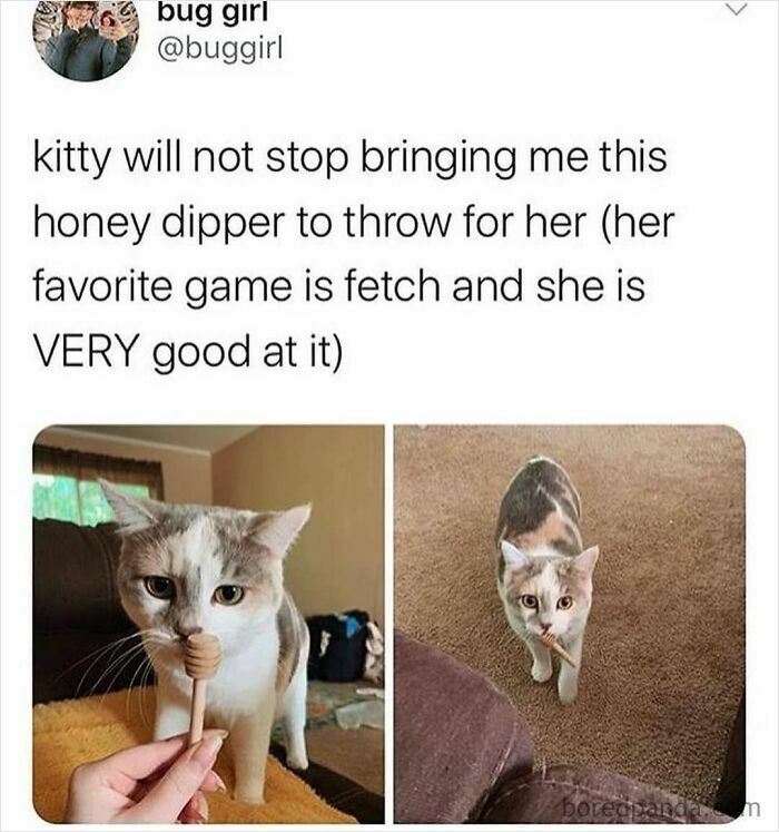 Cat playing fetch with a honey dipper toy, showcasing the fun and charm of cat memes and playful pets.