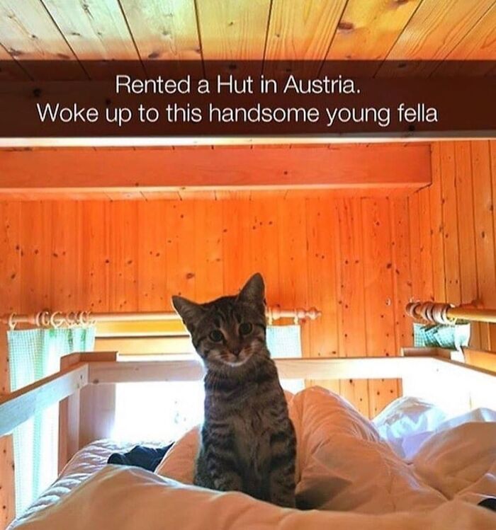 Tabby cat sitting on a bed inside a wooden hut, perfect for cat memes lovers looking to brighten their day.