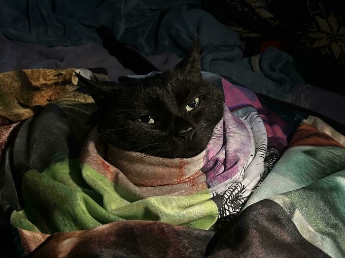 A black cat wrapped in a colorful blanket like an Accidental Renaissance portrait