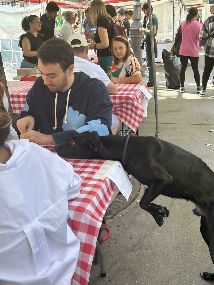 Black dog standing on hind legs leaning on a checkered table, interacting with people at an outdoor dining area, goofy dog behavior.