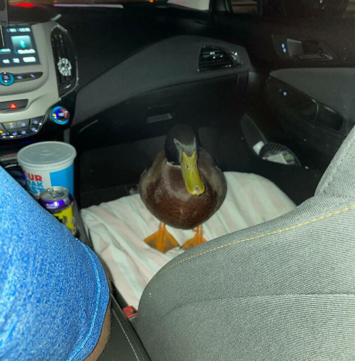 Last Night My Wife's Uber Had A Duck In It