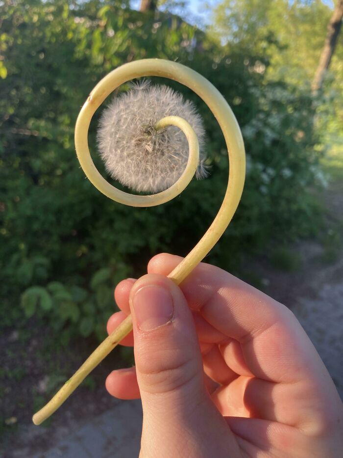 Hand holding a spiraled plant stem with a dandelion seed head, showcasing interesting nature pics outdoors.