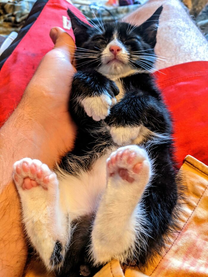 Sleeping black and white kitten cradled in hand, showing pink paw pads and soft fur in a cozy nature-inspired setting.
