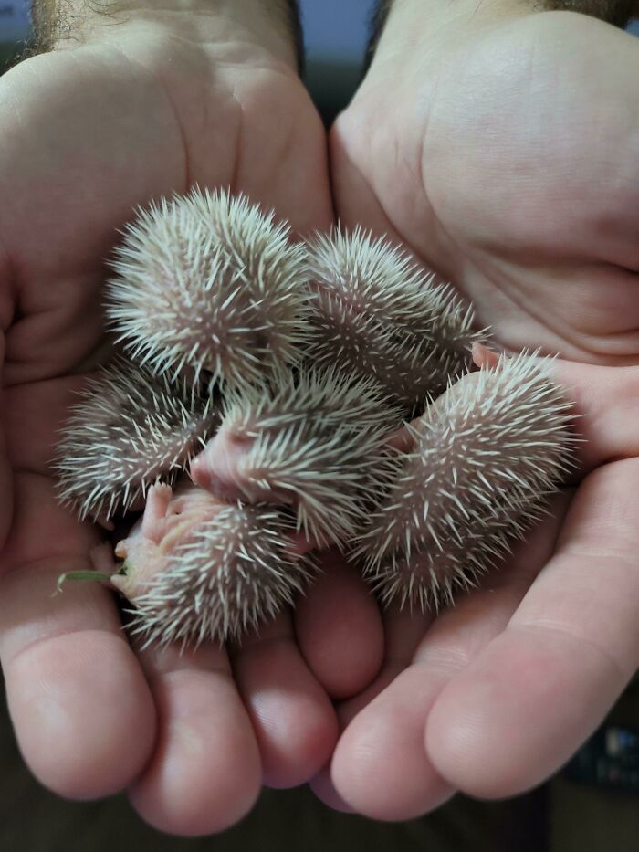 Close-up of hands holding several small, spiky newborn animals showcasing unique nature pics with interesting textures.