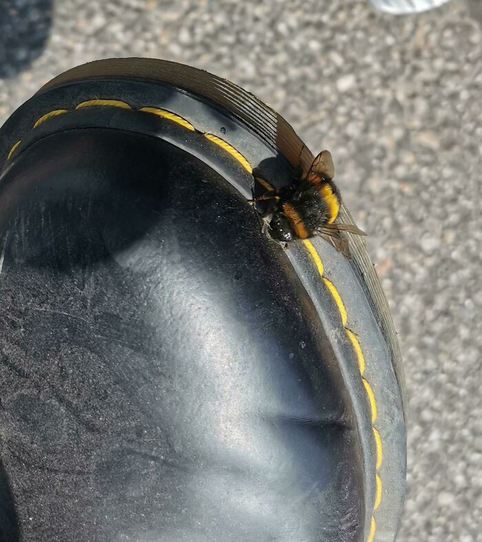 Bumblebee resting on the edge of a black shoe with yellow stitching, captured in a detailed nature pic outdoors.