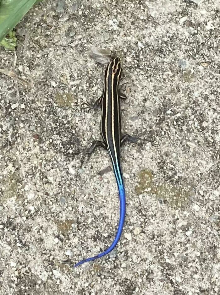 Lizard with bright blue tail and striped body on a textured ground surface in nature close-up photo.