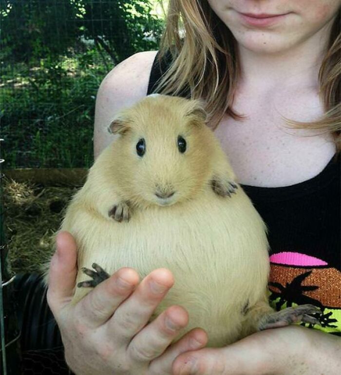 Young person holding a large guinea pig with lush greenery in the background, showcasing nature pics with charming animals.