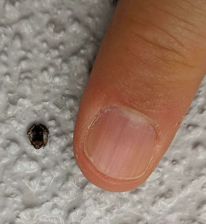 Tiny insect on textured surface next to human fingertip showcasing interesting nature pics and small wildlife details.