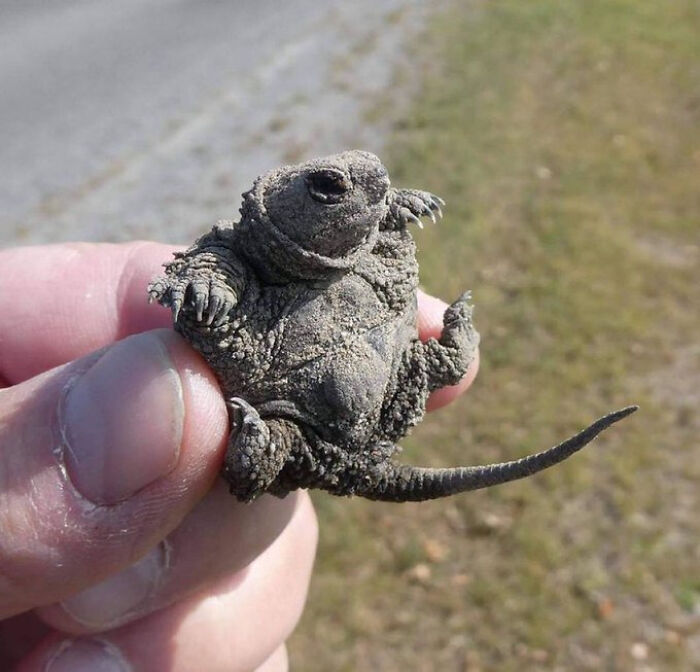 Close-up of a unique nature pic showing a small horned toad lizard held between fingers outdoors.