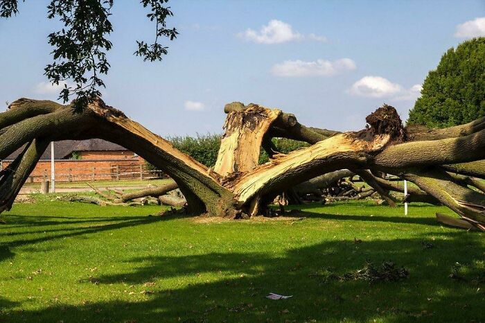 Fallen tree with sprawling branches on green grass under a blue sky, showcasing interesting nature pics outdoors.