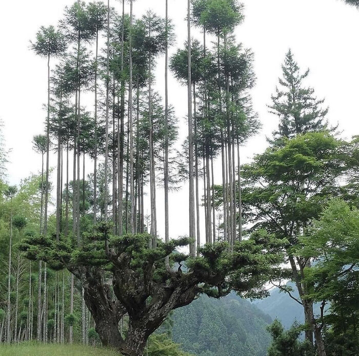 Unique nature pics showcasing tall trees growing from an old twisted tree trunk in a lush forest landscape.