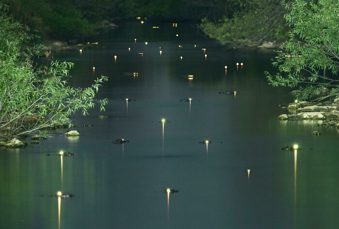 Glowing fireflies illuminate a tranquil river at night surrounded by lush green nature in a peaceful outdoor scene.