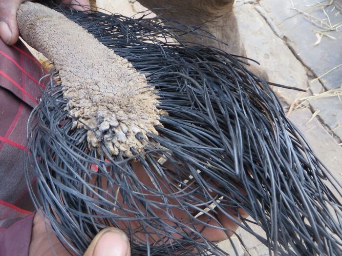 Close-up of a unique plant with long black tendrils and a textured beige stem showcasing nature pics beauty.