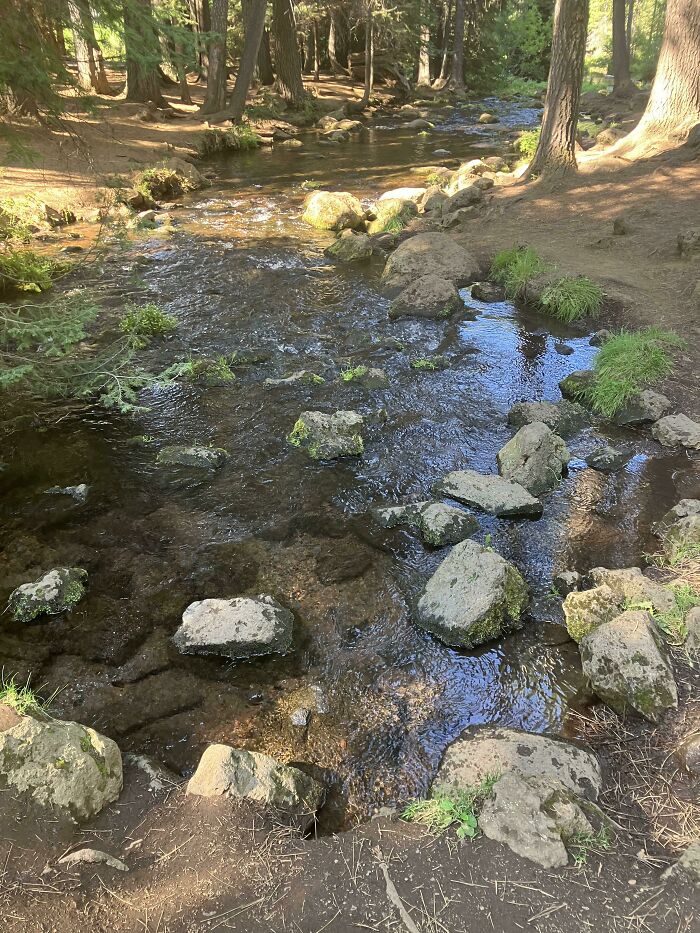 Clear forest stream flowing over rocks surrounded by tall trees and green nature in a peaceful outdoor setting