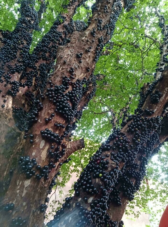 Large clusters of dark berries densely covering the trunk and branches of a tree in a nature setting.
