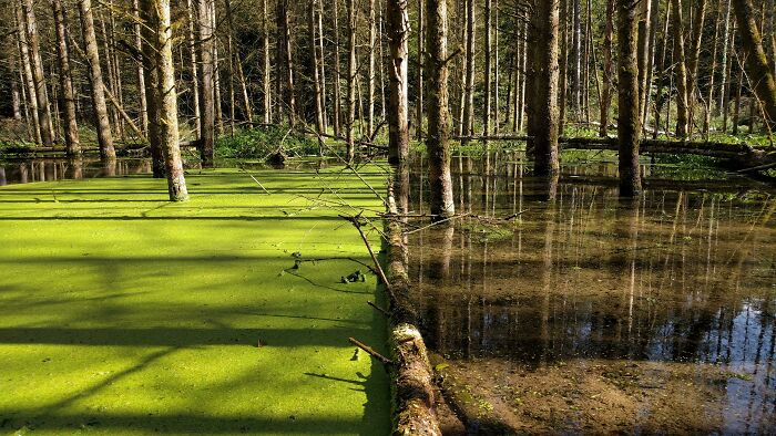 Swampy forest scene with trees growing in water, featuring green algae covering part of the surface in a nature picture.