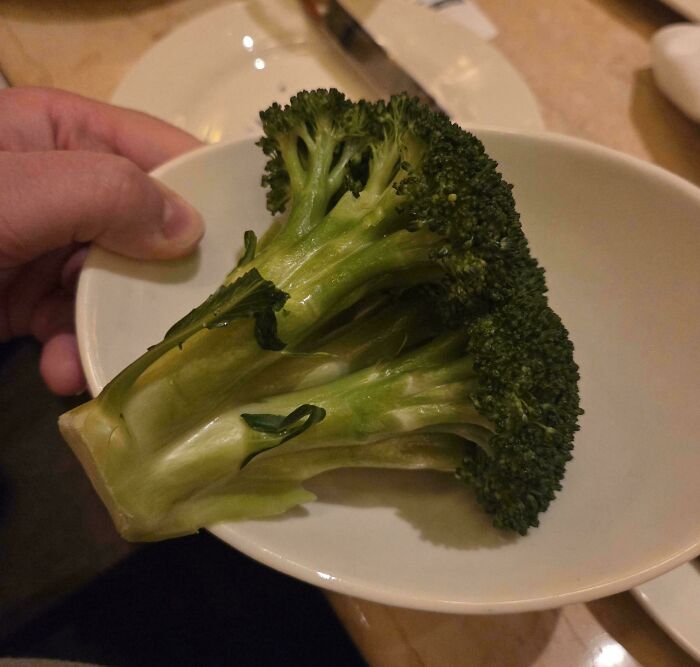 Hand holding a small plate with a single piece of broccoli, illustrating laziness and minimal effort concepts.