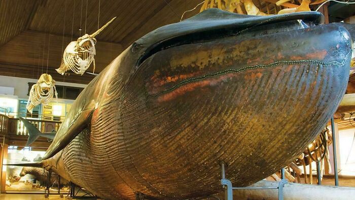 Almost perfectly preserved antique whale exhibit in a museum showcasing history and natural secrets of the past.