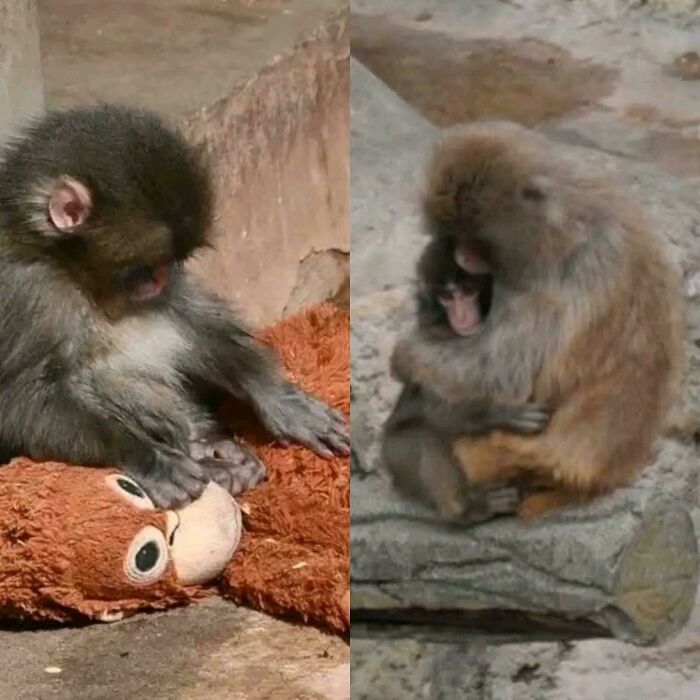 A split image showing a baby monkey with a teddy bear, and then being hugged by its mother. Amazing photos of monkey affection.