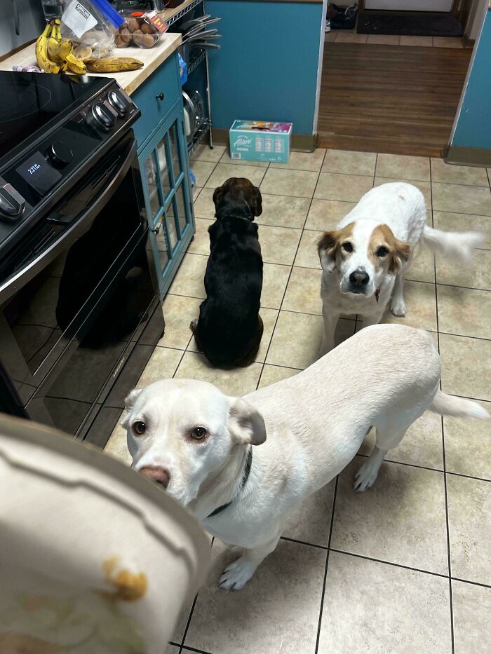 Three dogs in a kitchen eagerly looking at food, showing goofy and playful behavior common in hilarious dogs.