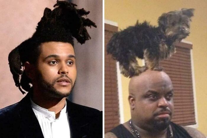 Man with unusual tall dreadlocks on left and dog standing on bald man's head on right, showcasing tragic hair accidents.