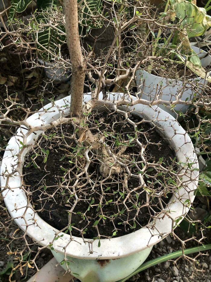 Thorny branches of a potted plant with sparse green leaves showcasing unique nature pics and natural beauty.