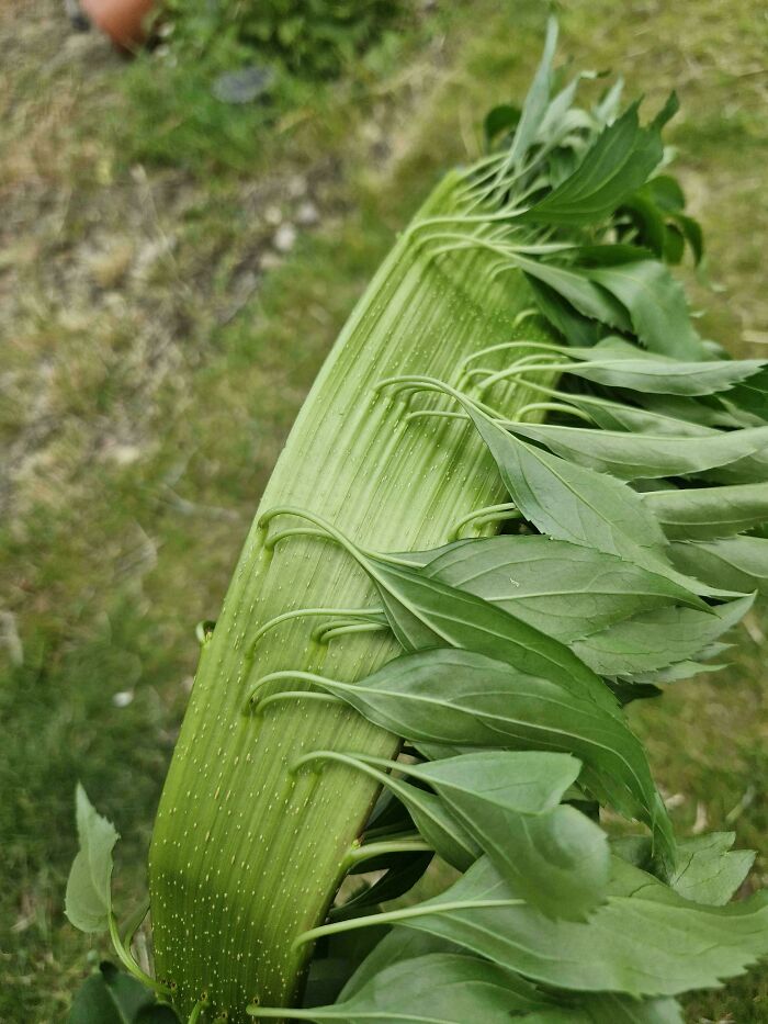 Close-up of unique green leaves growing from a plant stem in a natural setting, showcasing interesting nature pics.