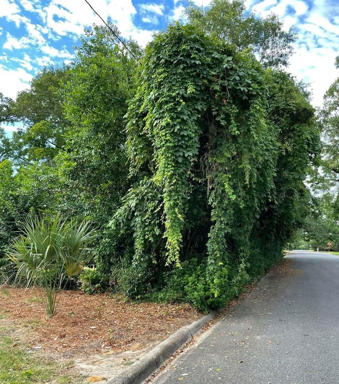 Lush green vines and plants cascading over a tree beside a quiet street under a partly cloudy blue sky in nature pics.