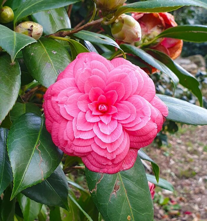 Pink camellia flower with layered petals surrounded by green leaves in a nature pic showcasing natural beauty and detail.