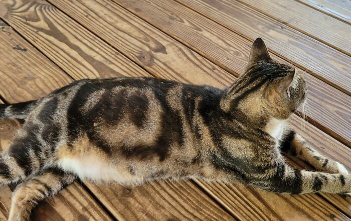 Tabby cat stretched out on wooden deck showcasing natural patterns in this nature pic with interesting textures.