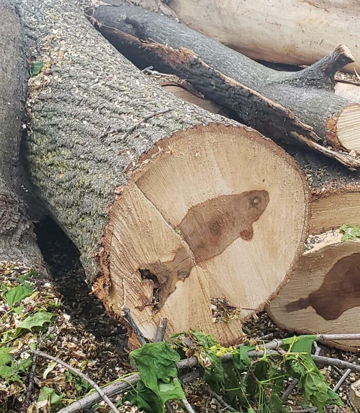 Cut tree logs with natural bark texture and leafy branches, showcasing interesting nature pics of wood and forest elements.