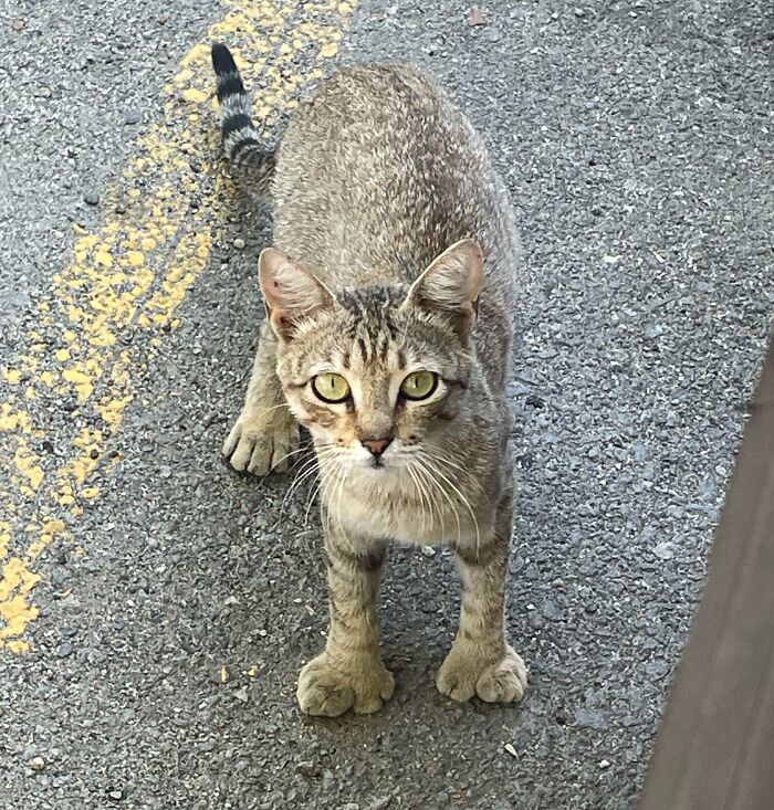 Wild cat with green eyes standing on asphalt near a yellow line, one of the nature pics that are interesting and beautiful
