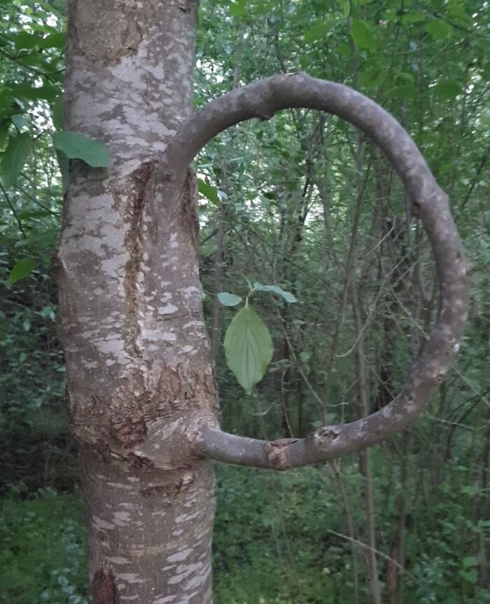 Tree branch curved into a loop growing from tree trunk in a dense green forest nature pics highlighting unique natural shapes.