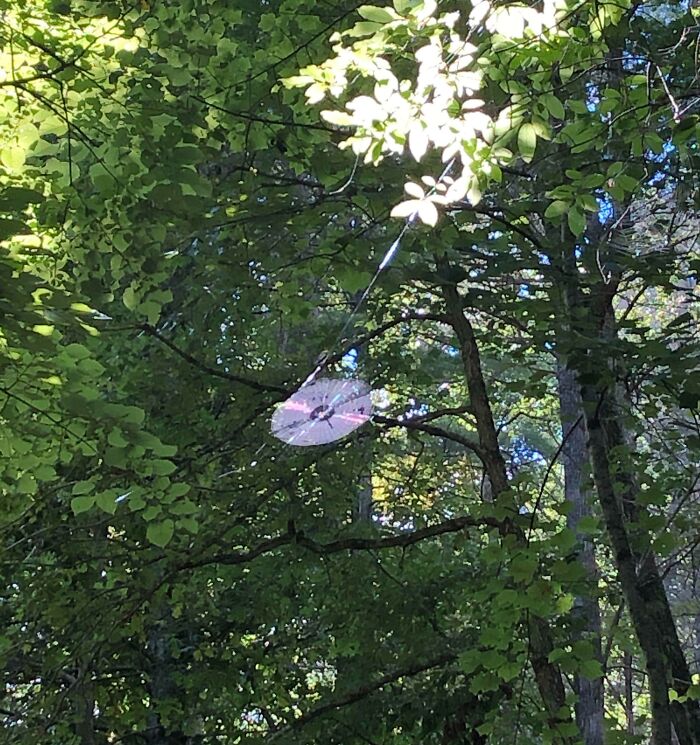 CD hanging in a spider web among green leaves in a forest, a unique nature pic showing light reflections.